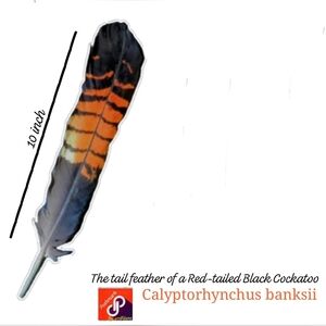 An Orange & Black 10" Feather Of Visual Delight From a Calyptorhynchus banksii